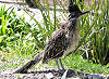Picture of the Chaparral+Bird+or+Roadrunner+, the official state bird of New Mexico.