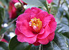 Picture of the Camellia, the official state flower of Alabama.