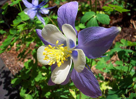 Official Colorado state flower.