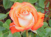 Picture of the Rose, the official state flower of New York.